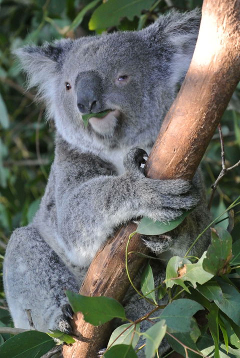 Phillip Island Tour From Melbourne - Accommodation VIC 2