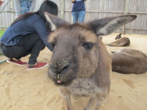 Phillip Island Tour From Melbourne - Accommodation VIC 12