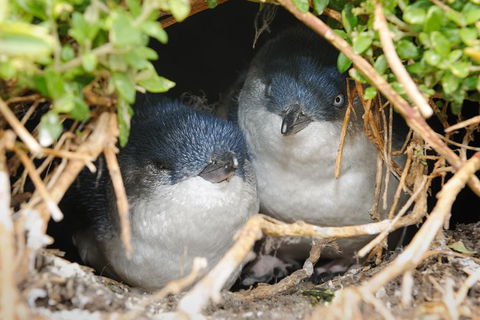 Phillip Island Penguin Parade Evening Tour - Accommodation VIC 0