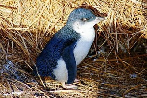 Phillip Island Penguin Parade Evening Tour - Accommodation VIC 1