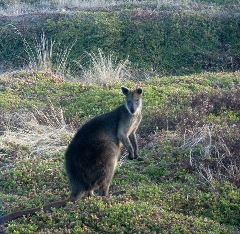 Phillip Island Penguin Parade Evening Tour - Accommodation VIC 3