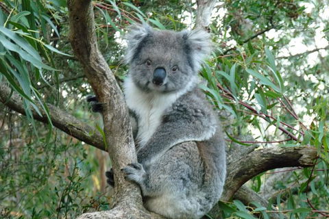 Melbourne Combo: Great Ocean Road Tour And Phillip Island Penguin Parade Tour - Accommodation VIC 1