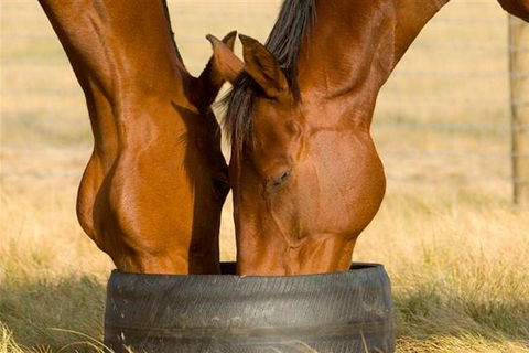 Champion Racehorse Tour With Beer And Wine Tasting - Accommodation VIC 0