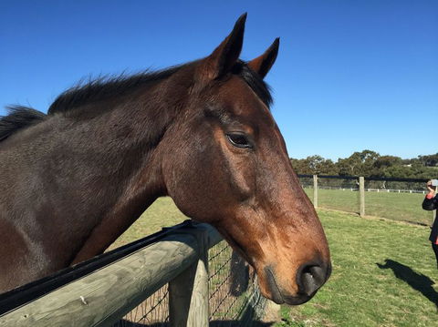 Champion Racehorse Tour With Beer And Wine Tasting - Accommodation VIC 5