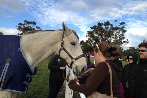 Champion Racehorse Tour With Beer And Wine Tasting - Accommodation VIC 9