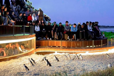 Small-Group Phillip Island Day Trip From Melbourne - Accommodation VIC 0