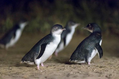 Small-Group Phillip Island Day Trip From Melbourne - Accommodation VIC 1
