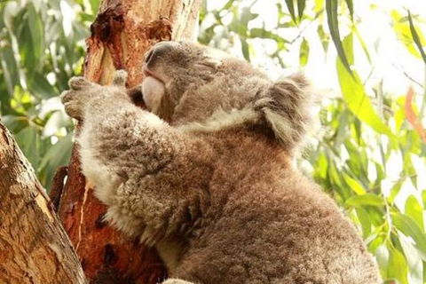 Small-Group Phillip Island Day Trip From Melbourne - Accommodation VIC 4