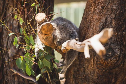Small-Group Phillip Island Day Trip From Melbourne - Accommodation VIC 5