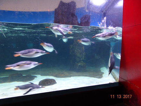 SEA LIFE Melbourne Aquarium Admission Ticket - Accommodation VIC 6