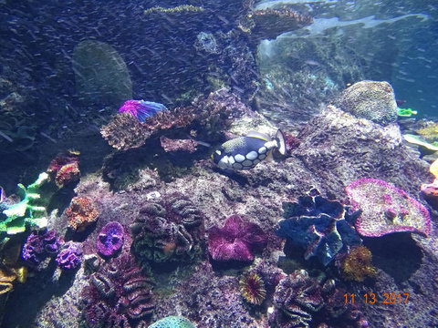 SEA LIFE Melbourne Aquarium Admission Ticket - Accommodation VIC 3