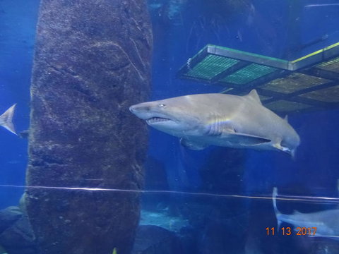 SEA LIFE Melbourne Aquarium Admission Ticket - Accommodation VIC 5