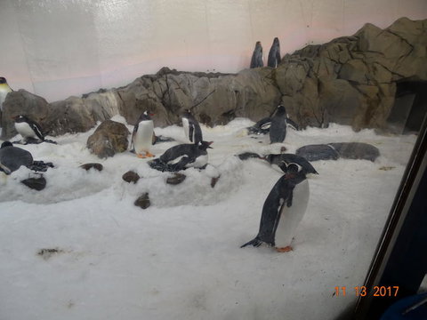 SEA LIFE Melbourne Aquarium Admission Ticket - Accommodation VIC 4