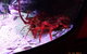 SEA LIFE Melbourne Aquarium Admission Ticket - thumb 11