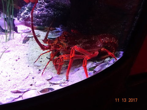 SEA LIFE Melbourne Aquarium Admission Ticket - Accommodation VIC 11