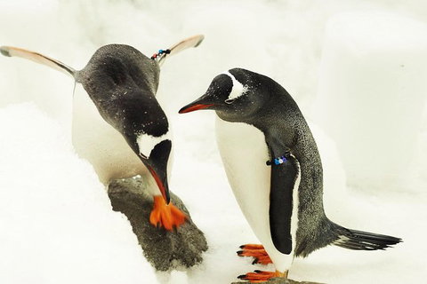 SEA LIFE Melbourne Aquarium Admission Ticket - Accommodation VIC 1