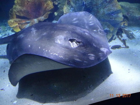 SEA LIFE Melbourne Aquarium Admission Ticket - Accommodation VIC 9