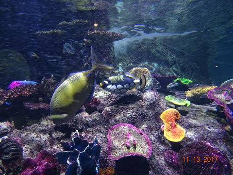 SEA LIFE Melbourne Aquarium Admission Ticket - Accommodation VIC 8