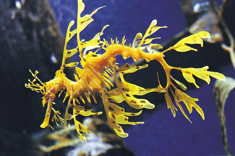 SEA LIFE Melbourne Aquarium Admission Ticket - Accommodation VIC 19