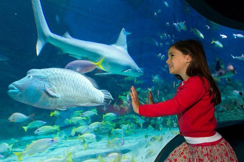 SEA LIFE Melbourne Aquarium Admission Ticket - Accommodation VIC 25