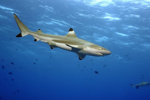 SEA LIFE Melbourne Aquarium Admission Ticket - Accommodation VIC 21