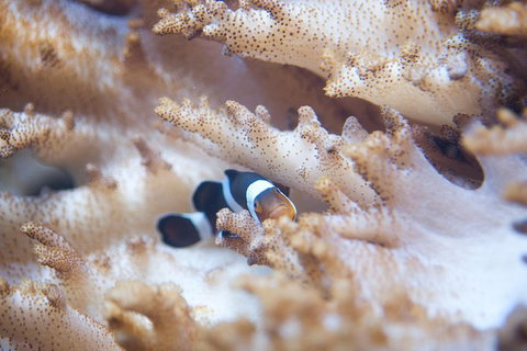 SEA LIFE Melbourne Aquarium Admission Ticket - Accommodation VIC 16