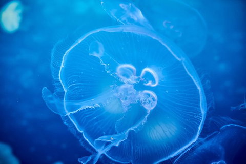 SEA LIFE Melbourne Aquarium Admission Ticket - Accommodation VIC 22