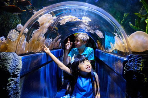 SEA LIFE Melbourne Aquarium Admission Ticket - Accommodation VIC 12