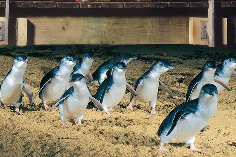 Half Day Phillip Island Penguin Parade PLUS Tour - Accommodation VIC 0