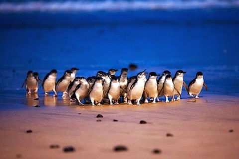 Half Day Phillip Island Penguin Parade PLUS Tour - Accommodation VIC 1