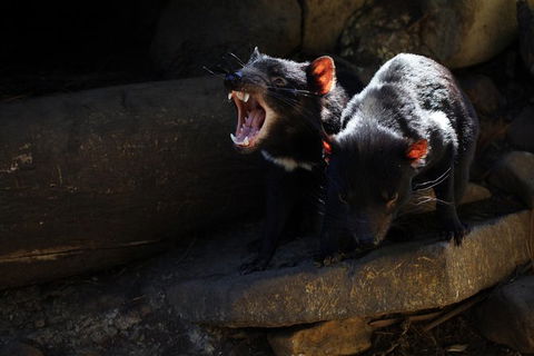 Port Arthur And Tassie Devils Active Day Tour From Hobart - Accommodation VIC 5