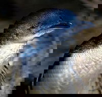 Bonnet Island Experience departing from Strahan - Accommodation VIC