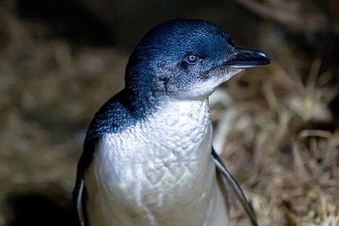 Bonnet Island Experience Departing From Strahan - Accommodation VIC 0