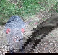 South East Food Sightseeing Private Tour with the Tasmanian Devil Unzoo - Accommodation VIC