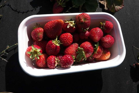 Agrarian Kitchen Eatery And Derwent Valley Gourmet Food Tour - Accommodation VIC 8