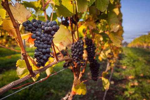 Half Day Tamar Valley Wine Tour - Accommodation VIC 2