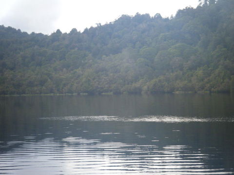 Gordon River Cruise Departing From Strahan - Accommodation VIC 23