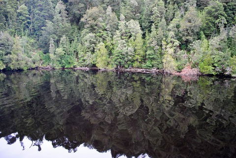 Gordon River Cruise Departing From Strahan - Accommodation VIC 24