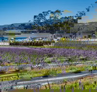 Private Tasman Peninsula Cruise Ship Tour from Port Arthur - Accommodation VIC