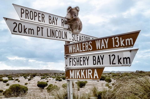 Private Port Lincoln Day Tour: Tasting Eyre - Accommodation VIC 0