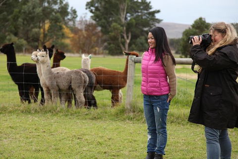 Alpaca Farm 2 Hour Tour - Accommodation VIC 1