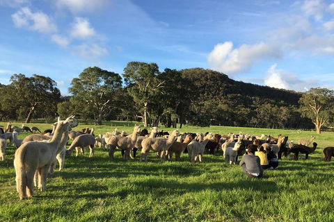 Alpaca Farm 2 Hour Tour - Accommodation VIC 0