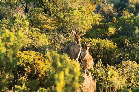 Coffin Bay Day Tour - A Taste Of Coffin Bay - Accommodation VIC 11