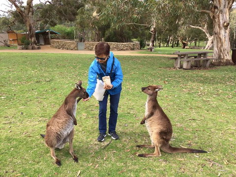 Adelaide Highlights And Hahndorf Tour With Optional River Cruise - Accommodation VIC 3