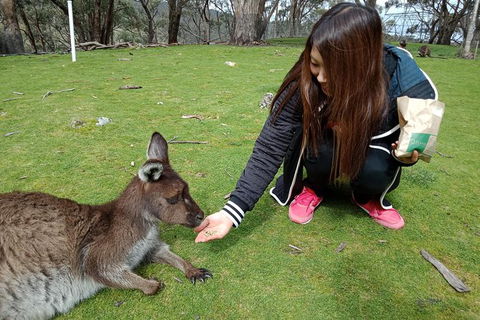 Adelaide Essentials Tour - Accommodation VIC 0