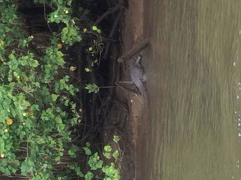 Cape Tribulation, Mossman Gorge, And Daintree Rainforest Day Trip From Cairns Or Port Douglas - Accommodation VIC 5