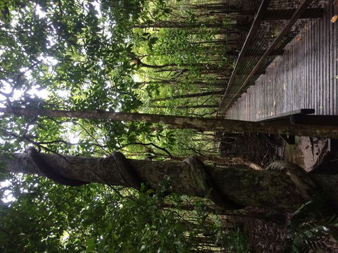 Cape Tribulation, Mossman Gorge, And Daintree Rainforest Day Trip From Cairns Or Port Douglas - Accommodation VIC 2