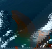 Hervey Bay Whale Watching Experience - Accommodation VIC