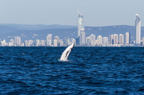 Half-Day Whale Watching And Canal Cruise From Surfers Paradise - Accommodation VIC 1