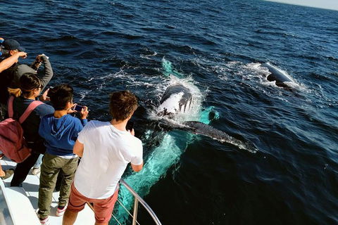 Half-Day Whale Watching And Canal Cruise From Surfers Paradise - Accommodation VIC 0